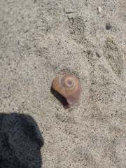 Glossaulax reclusiana