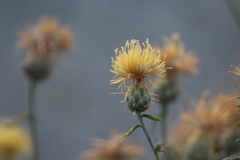 Centaurea ornata