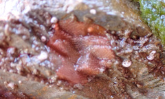 Escharoides coccinea