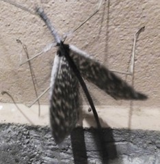 Bactrododema