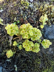 Chrysosplenium tetrandrum