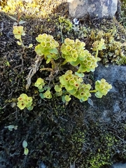 Chrysosplenium tetrandrum