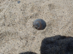 Glossaulax reclusiana