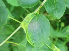 Trichochermes walkeri