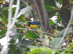 Euphonia minuta