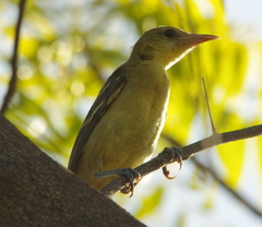 Icterus cucullatus
