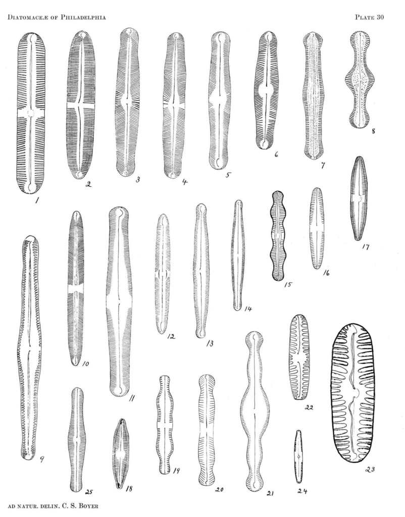 Pinnularia stomatophora