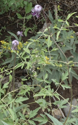 Image of Bigelow's Leatherflower (Clematis bigelovii) by (c) bmasinton, some rights reserved (CC BY-SA)