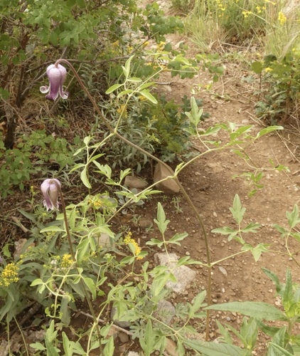 Image of Bigelow's Leatherflower (Clematis bigelovii) by (c) bmasinton, some rights reserved (CC BY-SA)