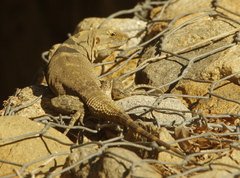 Ctenosaura hemilopha