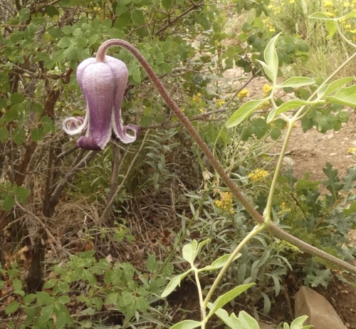 Image of Bigelow's Leatherflower (Clematis bigelovii) by (c) bmasinton, some rights reserved (CC BY-SA)