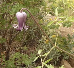Clematis bigelovii