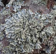 Hypogymnia farinacea