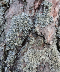 Hypogymnia farinacea