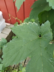 Agromyza pseudoreptans