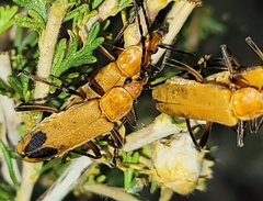 Chauliognathus discus discus