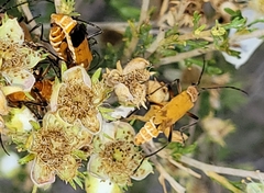 Chauliognathus discus discus