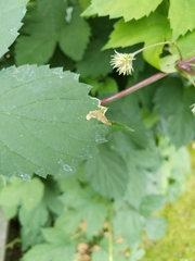 Agromyza pseudoreptans