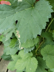 Agromyza pseudoreptans