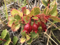 Vaccinium dentatum