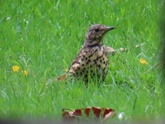 Turdus philomelos