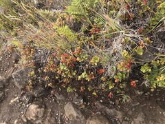 Vaccinium dentatum