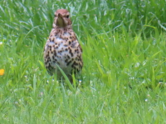 Turdus philomelos