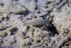 Valenciennea strigata