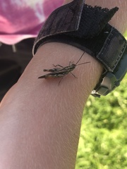 Chorthippus brunneus