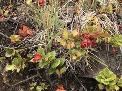 Vaccinium dentatum