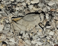 Phrynotettix robustus