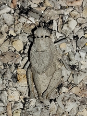 Phrynotettix robustus