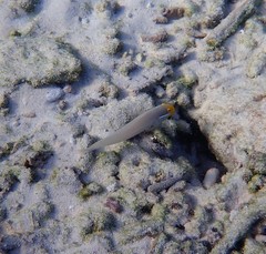 Valenciennea strigata