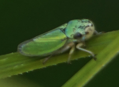 Graphocephala lugubris