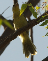 Icterus cucullatus