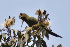 Psittacara mitratus