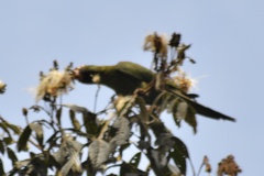Psittacara mitratus