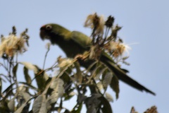 Psittacara mitratus
