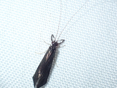 Mystacides sepulchralis