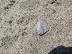 Argopecten ventricosus