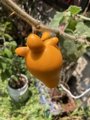 Solanum mammosum