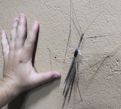 Bactrododema