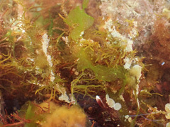 Mesophyllum lichenoides