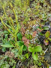 Tofieldia coccinea