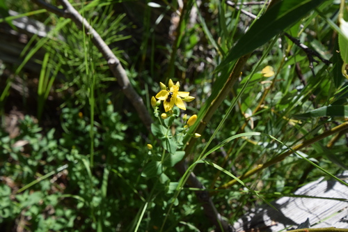 iNaturalist observation photo of Metallic Sweat Bees