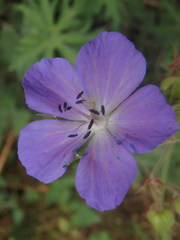 Geranium pratense