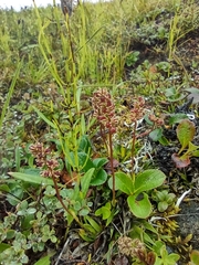 Tofieldia coccinea