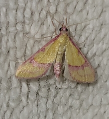 Choristostigma perpulchralis