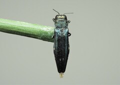 Agrilus biguttatus