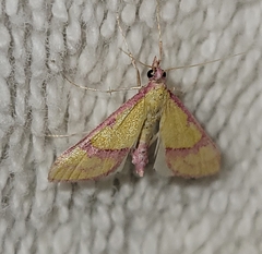 Choristostigma perpulchralis